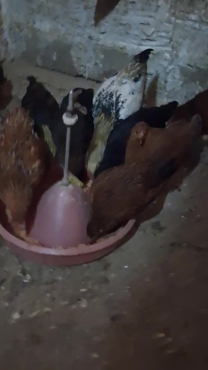 مرغ و خروس رسمی|حیوانات مزرعه|ماهدشت, |دیوار