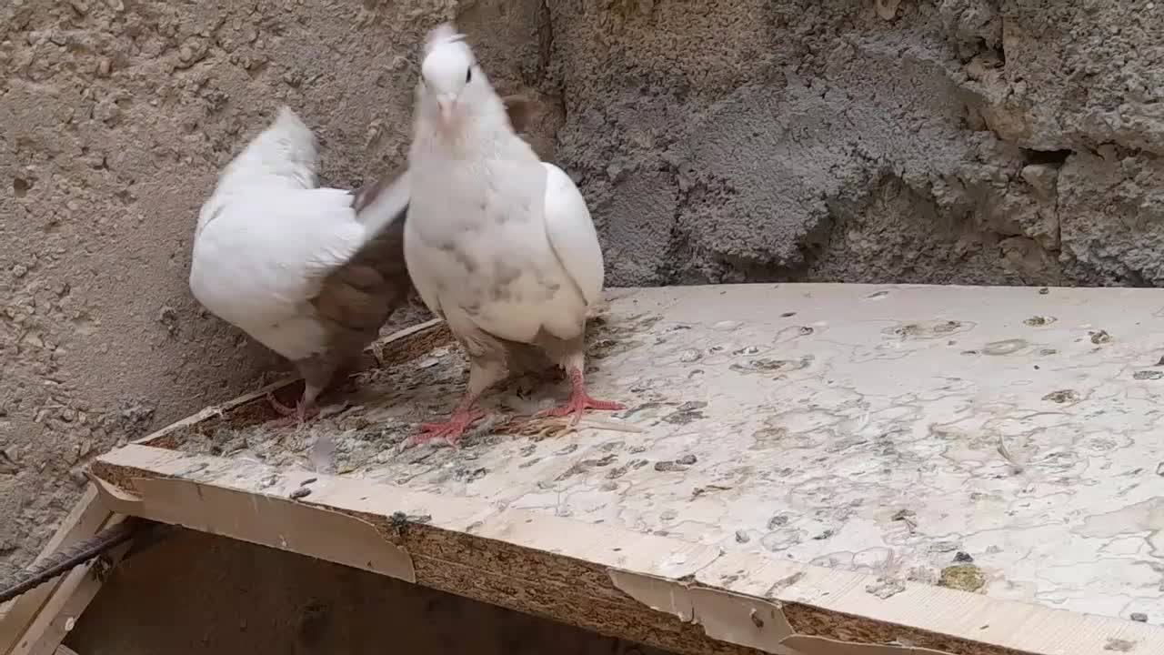 جفت دم قهوایی|پرنده|بندر ماهشهر, |دیوار