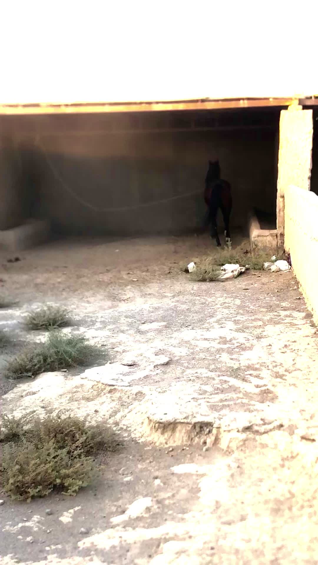 اسب نریون|اسب و تجهیزات اسبسواری|زابل, |دیوار