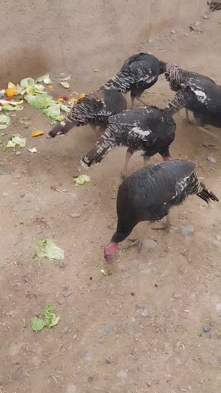 بوقلمون زنده|حیوانات مزرعه|ورامین, ورامین|دیوار