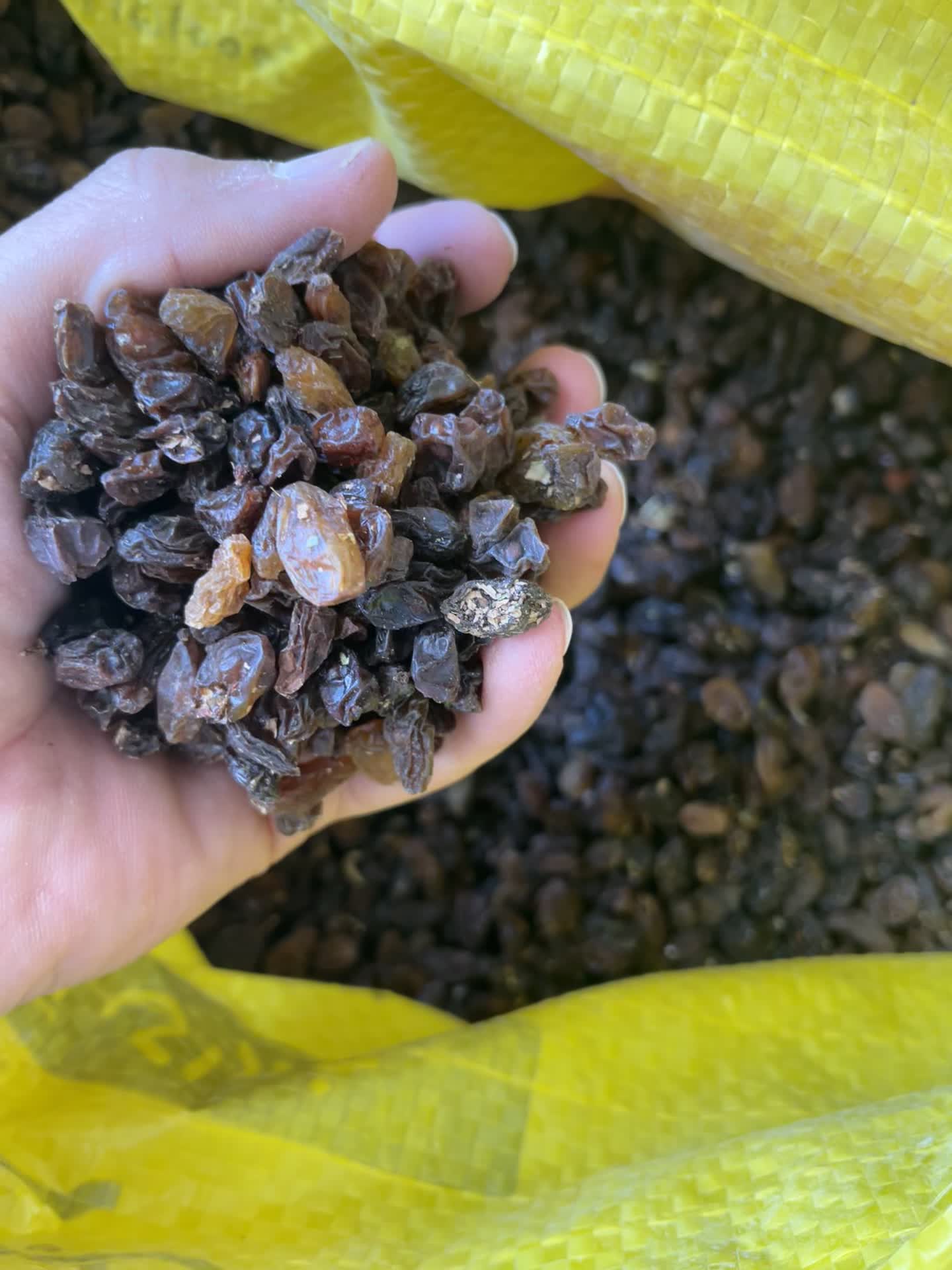 کشمش ۱۰۰٪آفتابی|خوردنی و آشامیدنی|کاشمر, |دیوار