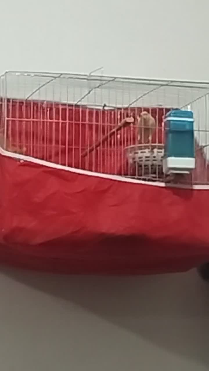 قناری مست آواز خون|پرنده|ایلام, |دیوار