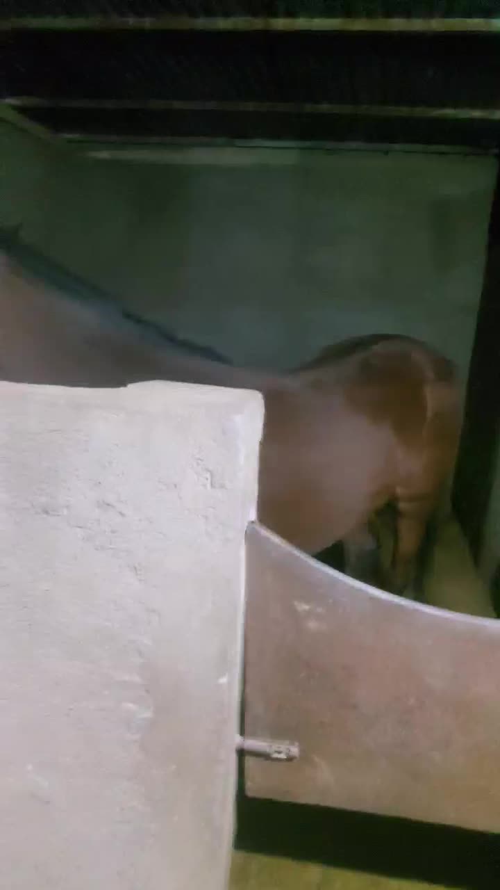 فروش یک راس مادیان کرد اصیل|اسب و تجهیزات اسبسواری|تاکستان, |دیوار