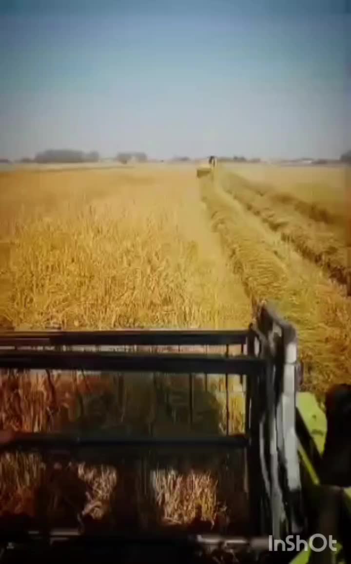 انواع چلتک،چلتوک خشک|خوردنی و آشامیدنی|رامهرمز, |دیوار