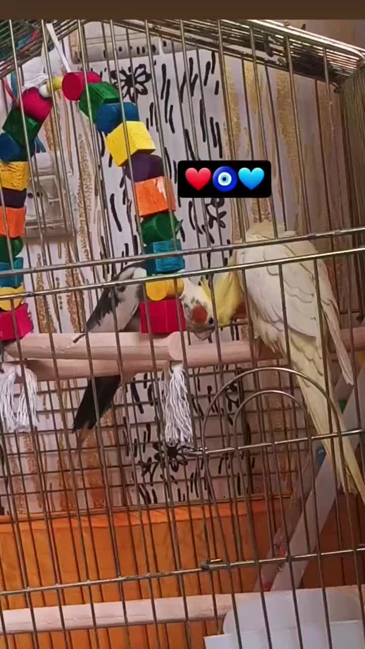 عروس هلندی|پرنده|ماسال, |دیوار