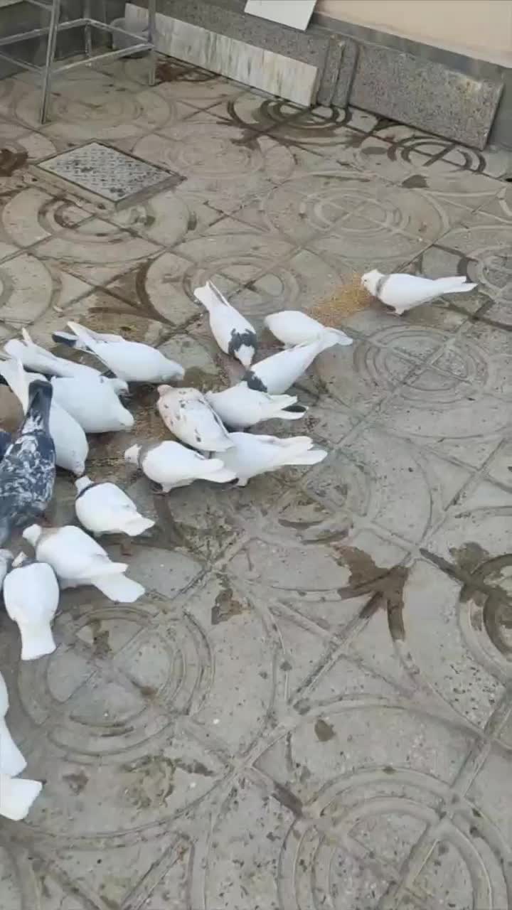 کبوتر طوقی|پرنده|خرمدره, |دیوار