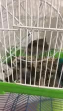 همستر کمپل|موش و خرگوش|تهران, سبلان (لشگر)|دیوار