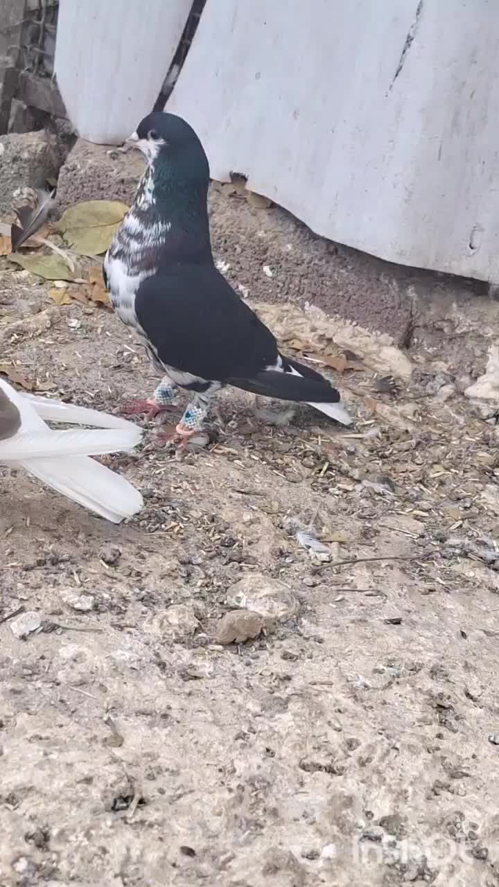 شهری یال|پرنده|همایجان, |دیوار