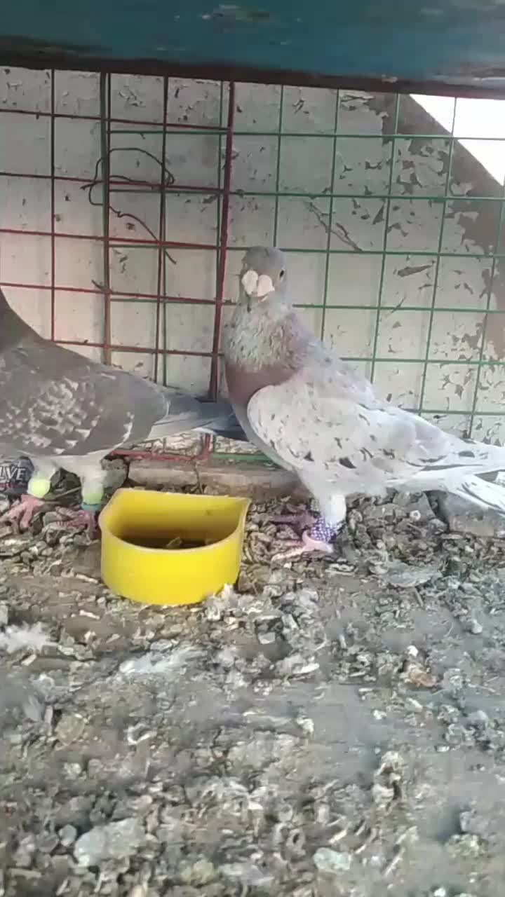 پرنده|پرنده|اسفراین, |دیوار