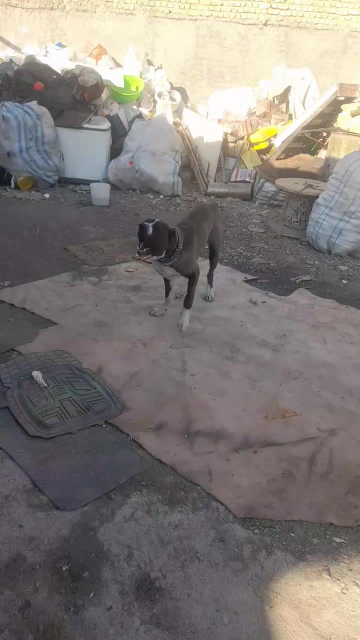 واگذاری سگ افغان|سگ|مشهد, شترک|دیوار