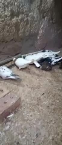 کبوتر|پرنده|نیشابور, ماروسک|دیوار