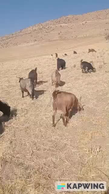 بز ماده آبستن ترکی ۳۰ راس|حیوانات مزرعه|سده (فارس), |دیوار