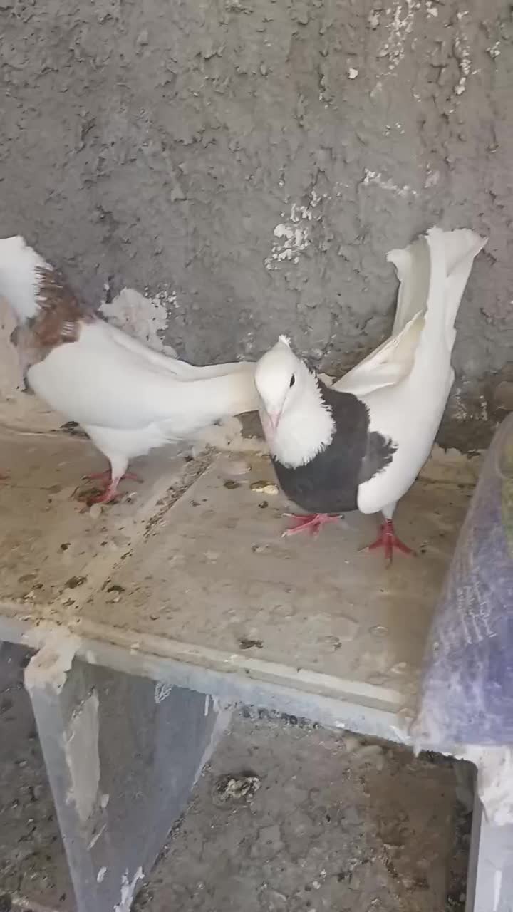 طوقی دره شهر|پرنده|دره شهر, |دیوار