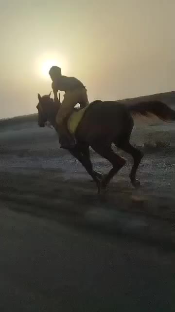 مادیان آبستن|اسب و تجهیزات اسب‌سواری|میناب, |دیوار