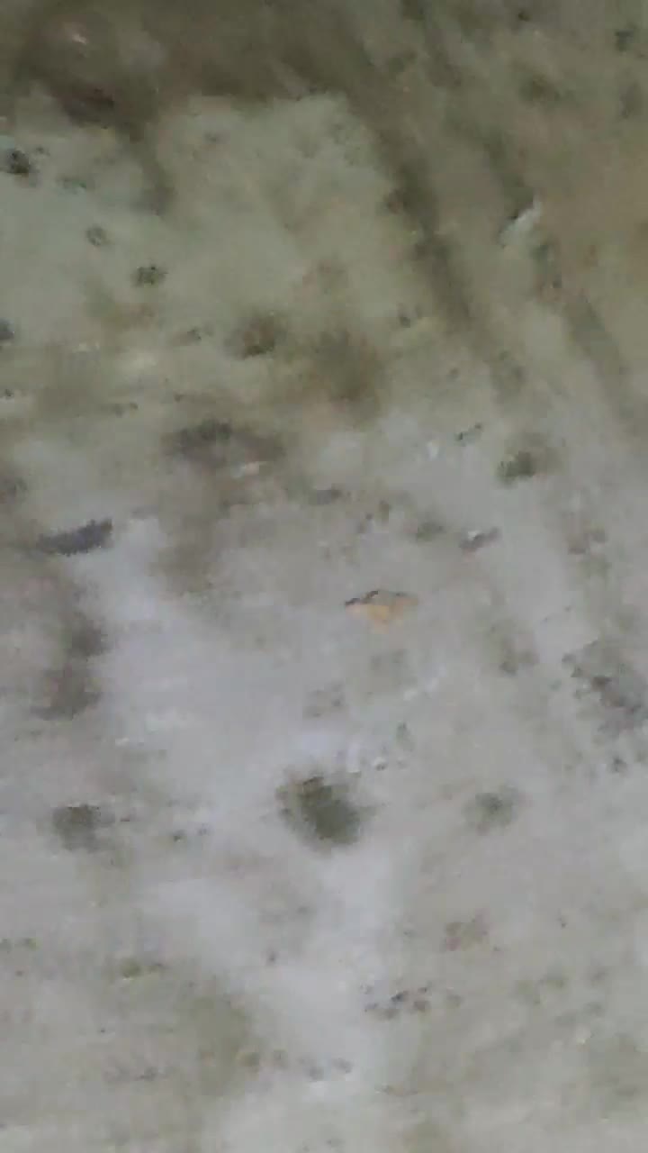 کفتر|پرنده|ابهر, |دیوار