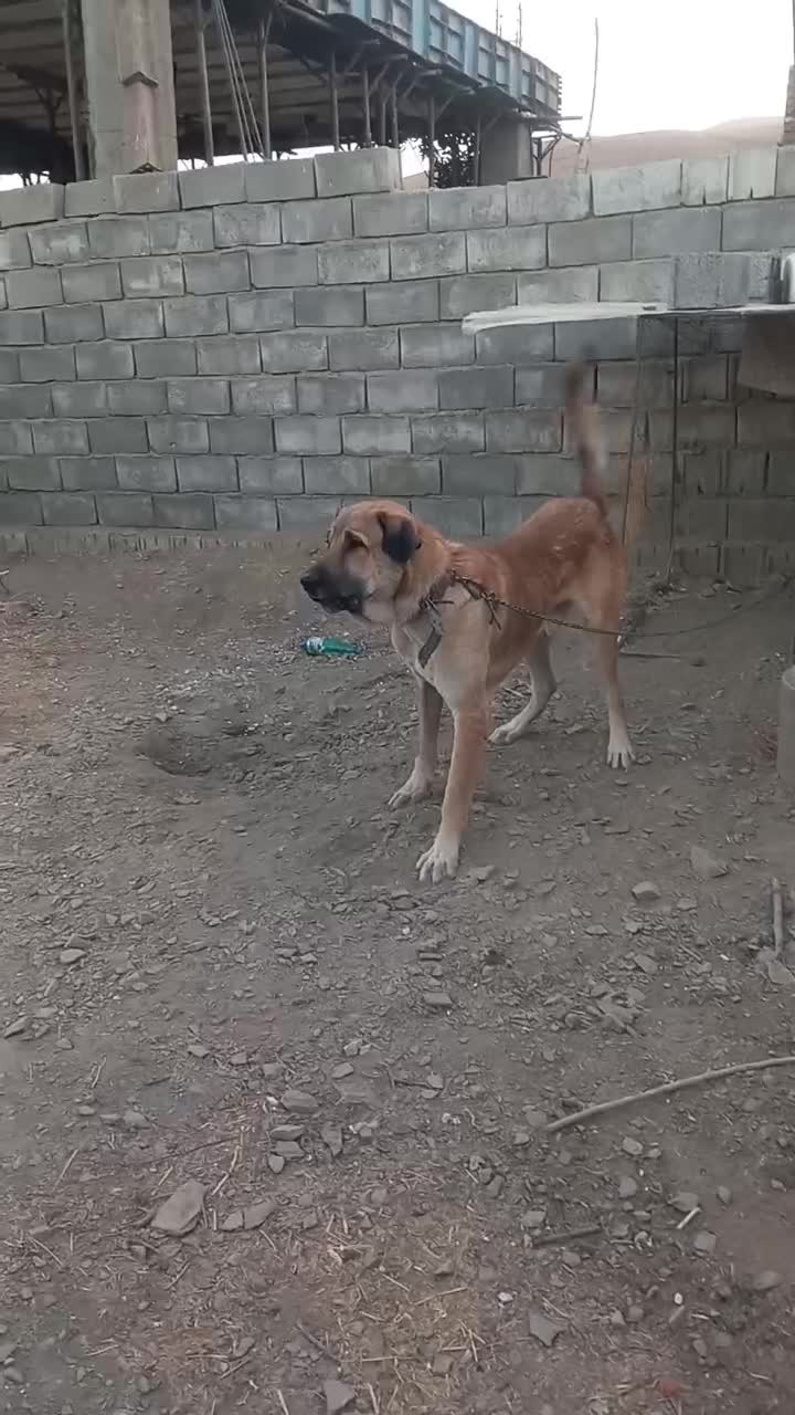 واگذاری سگ عراقی|سگ|زند, |دیوار