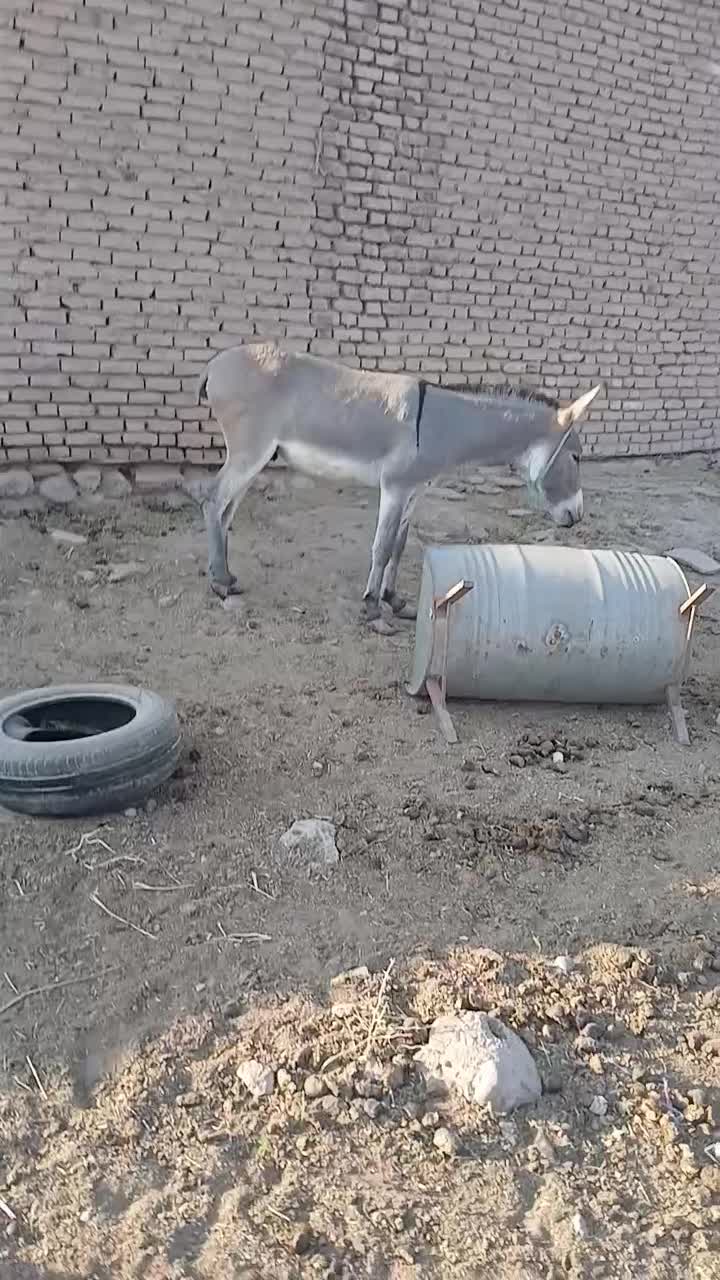 الاغ نر میش و بز|حیوانات مزرعه|گرمسار, |دیوار