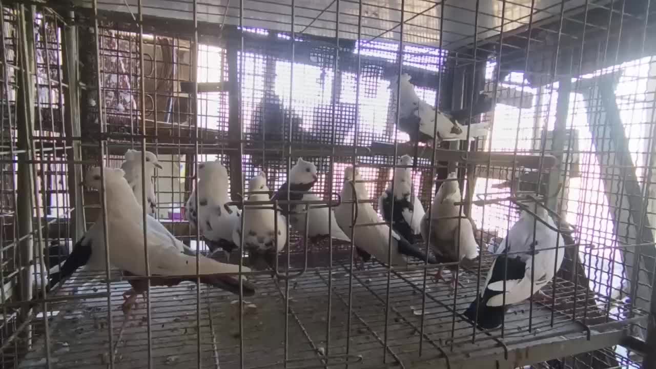 دمی|پرنده|خرمآباد, |دیوار