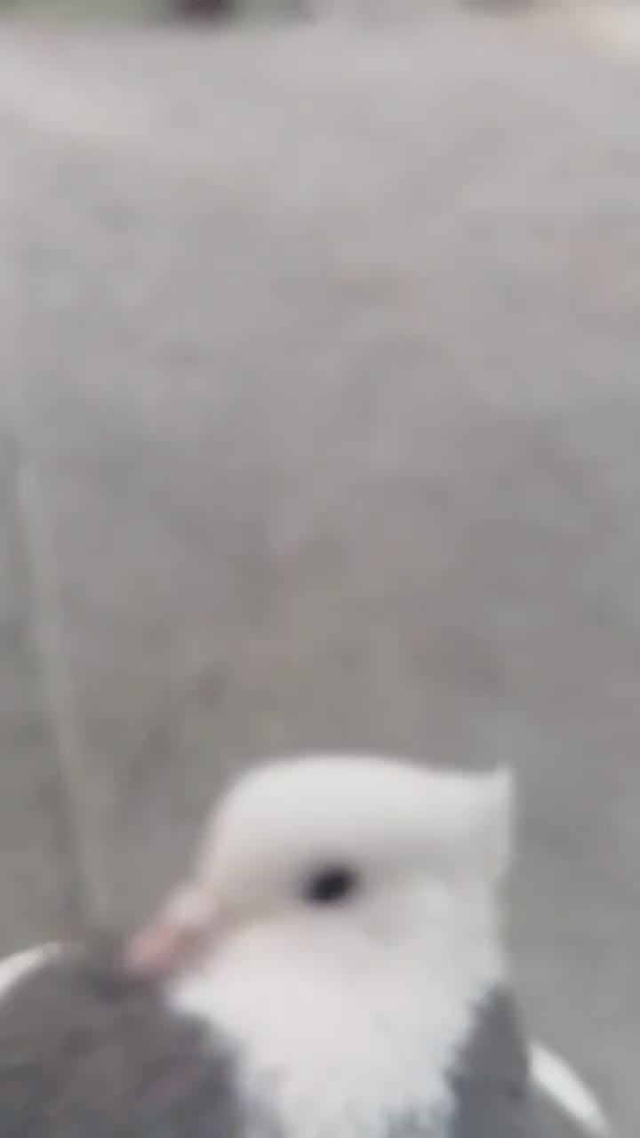 کبوتر طوقی|پرنده|سنندج, |دیوار