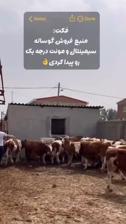 دامزنده قرینطنه شده گوساله پرواری|حیوانات مزرعه|تهران, جوادیه تهرانپارس|دیوار