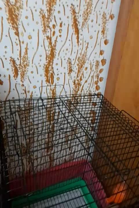 ملنگو جوان|پرنده|رشت, نیکمرام|دیوار