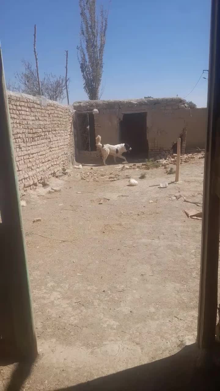 سگ گله|سگ|گلپایگان, |دیوار