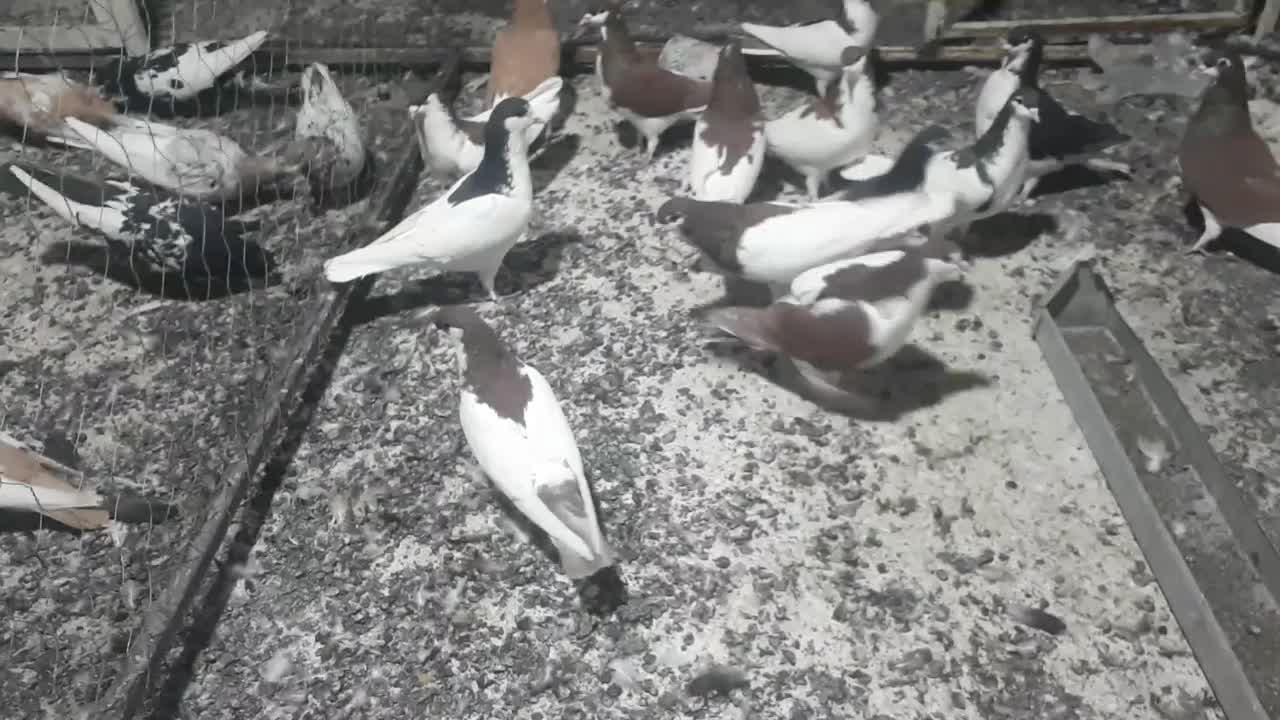 ۱۴کفترشهری پرشی|پرنده|سیمکان, |دیوار