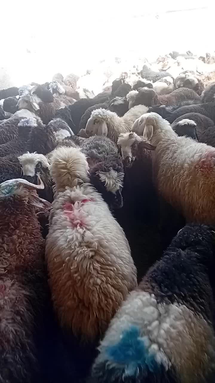 ۱۴۰راس بره بختیاری درجه ۱|حیوانات مزرعه|شیراز, شهرک گلها|دیوار