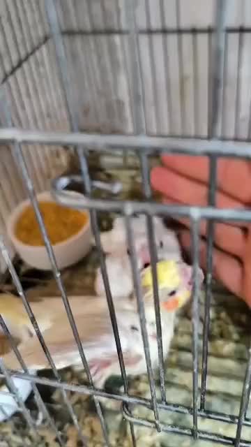 عروس هلندی جفت مولد|پرنده|شاهین‌شهر, شهرک هشت بهشت|دیوار