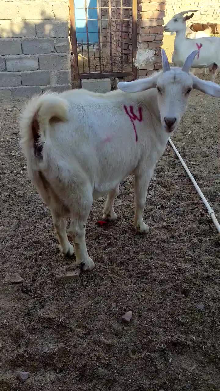 بزسانن|حیوانات مزرعه|درمیان, |دیوار