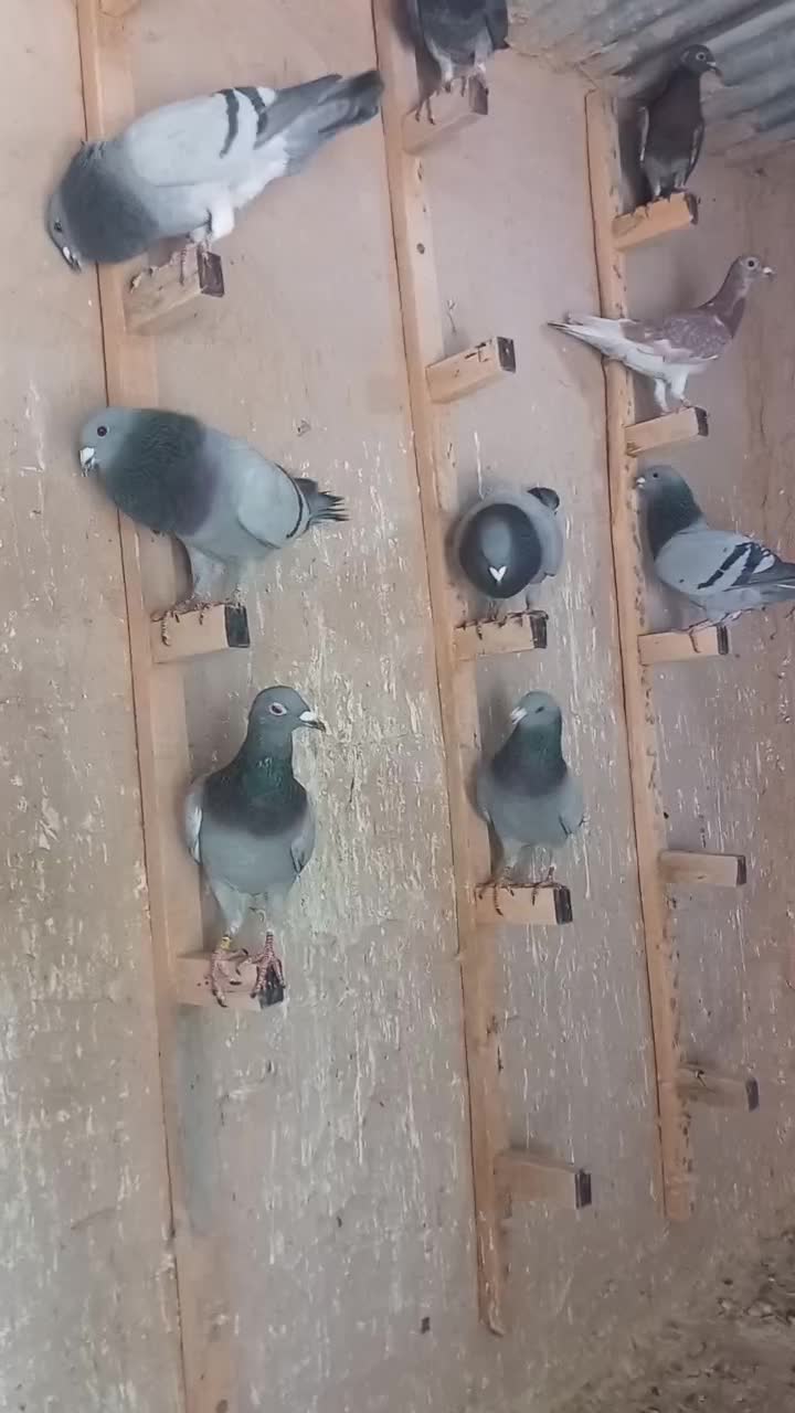 کبوتر پلاکی|پرنده|شیروان (خراسان), |دیوار