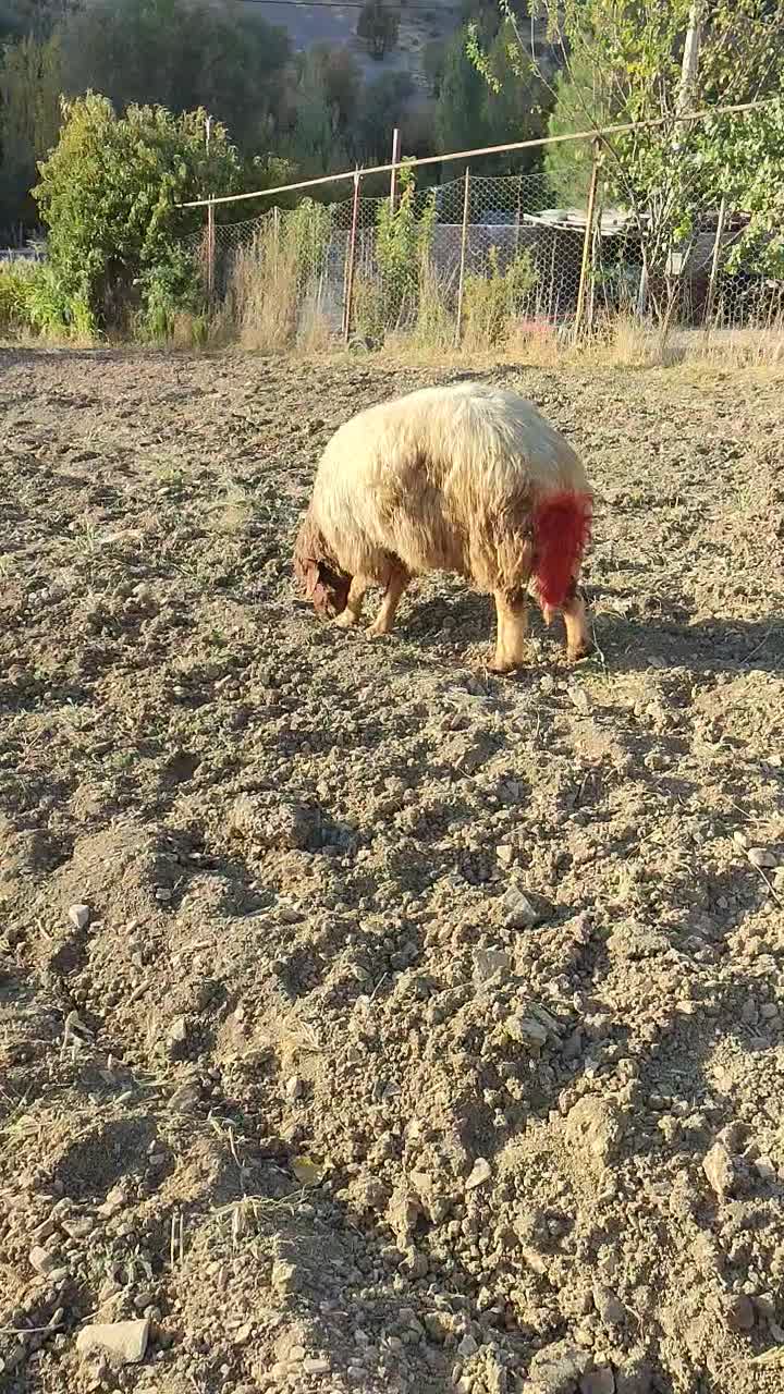 شک دو شیر درجه یک|حیوانات مزرعه|جوانرود, |دیوار