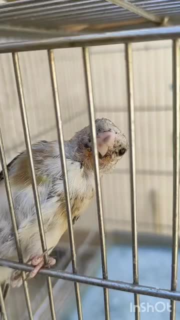 جوجه سهره|پرنده|کوهدشت, |دیوار