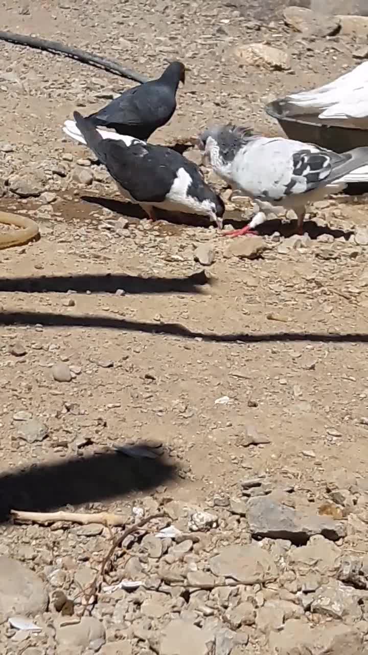 کفتر ساده|پرنده|بیرجند, |دیوار