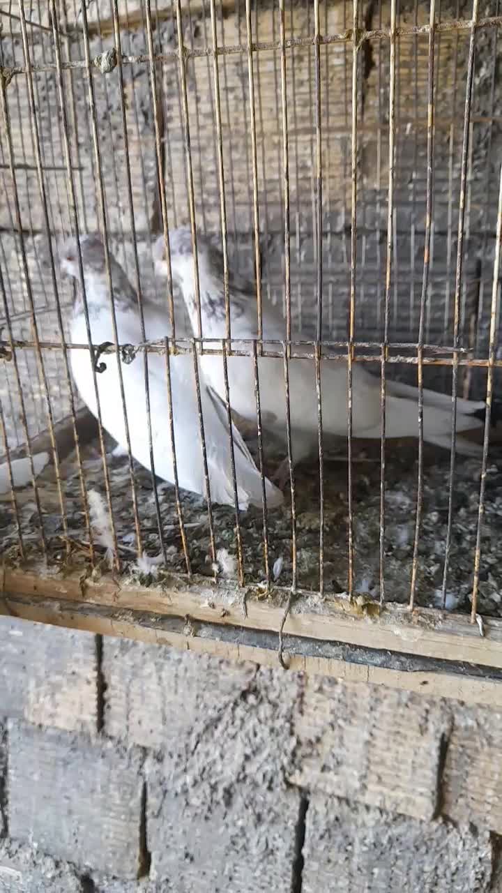 جفت کله ای|پرنده|زرندیه, |دیوار