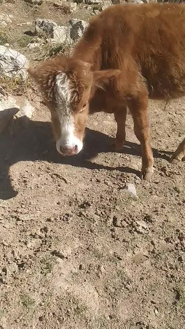 گاویا.گوساله|حیوانات مزرعه|پاپی, |دیوار