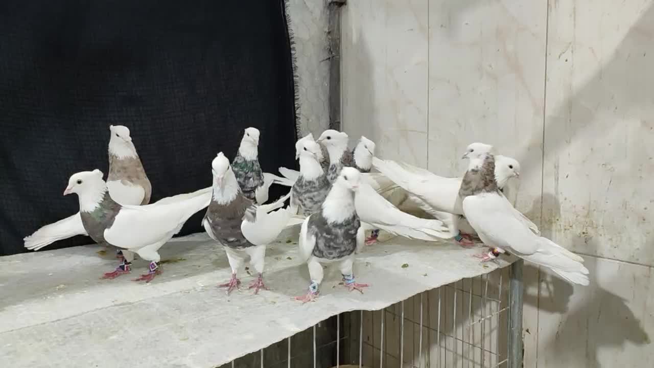 طوقی|پرنده|شاهین‌شهر, نبوت|دیوار