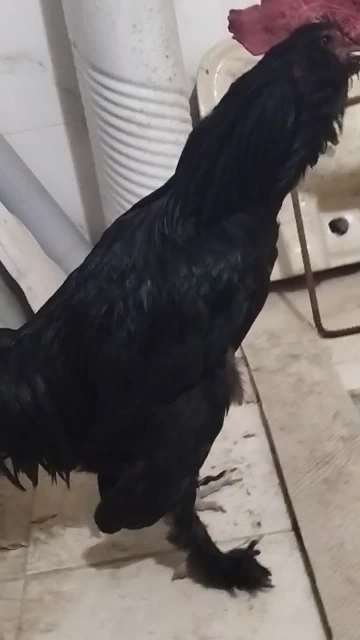 خروس|حیوانات مزرعه|مشهد, امیریه|دیوار