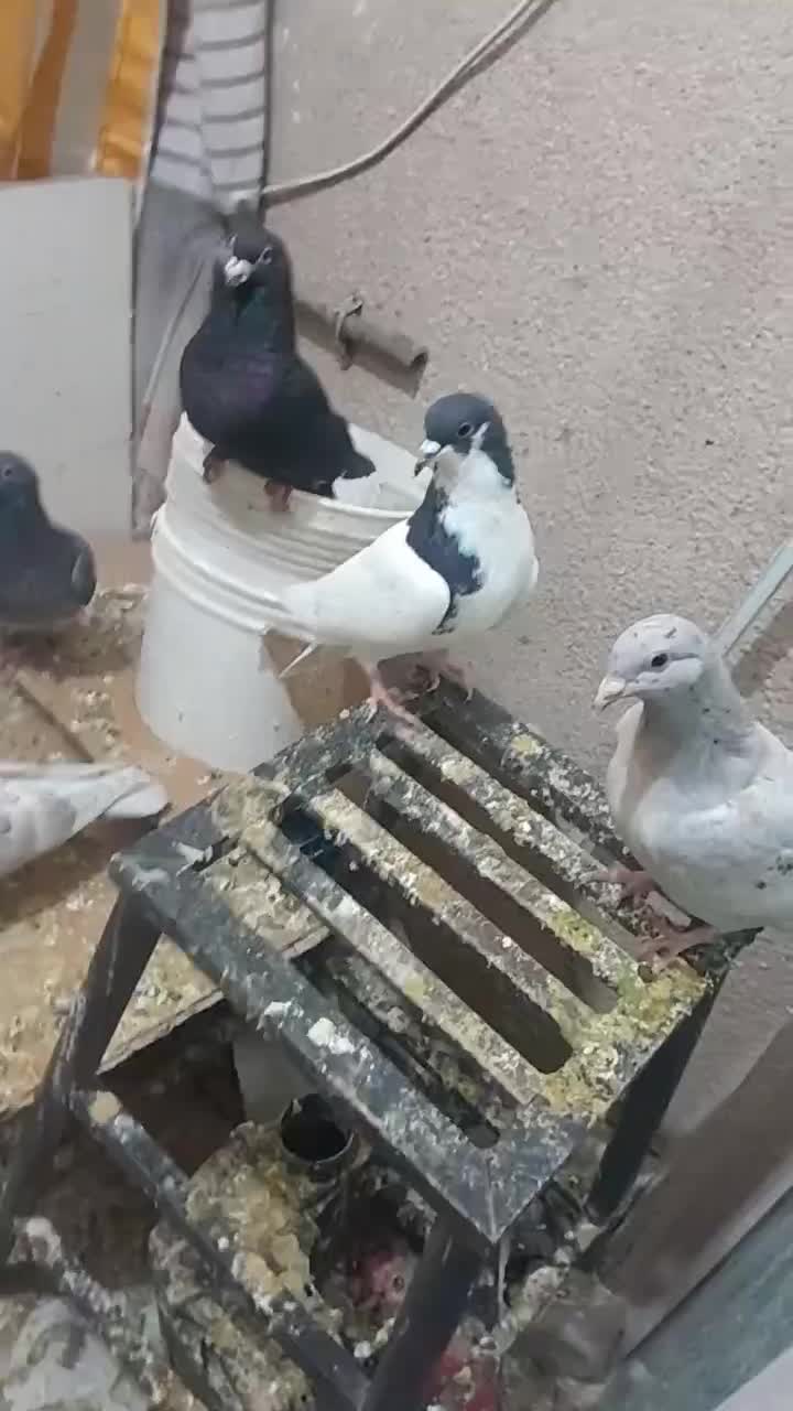 کبوتر|پرنده|محمدیه-قزوین, |دیوار