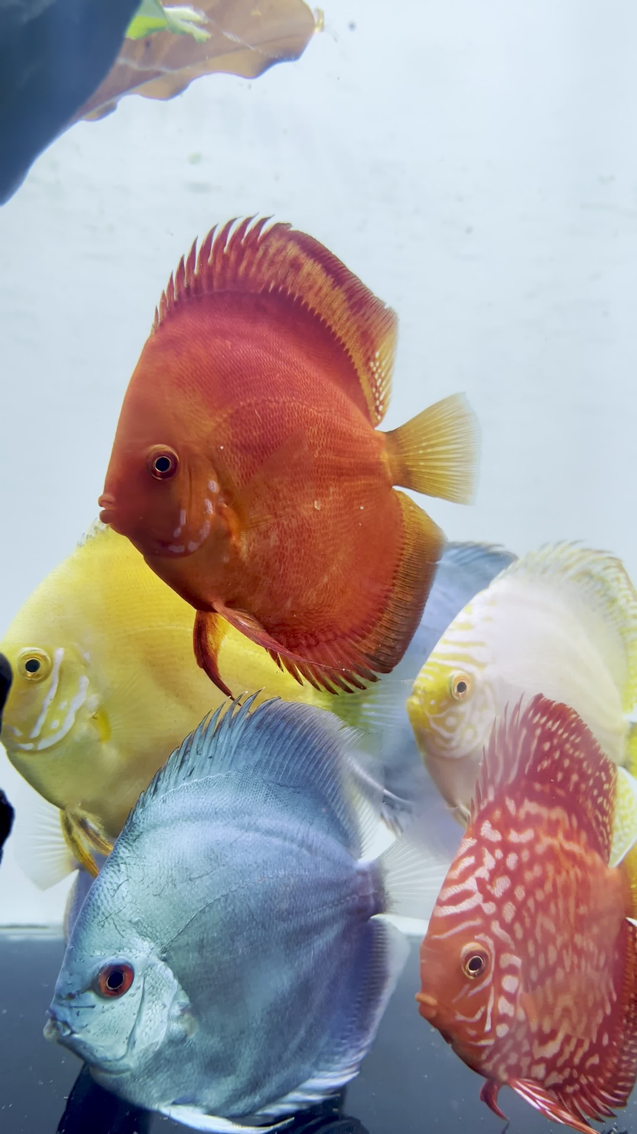 دیسکس|ماهی|تهران, سعادت‌آباد|دیوار