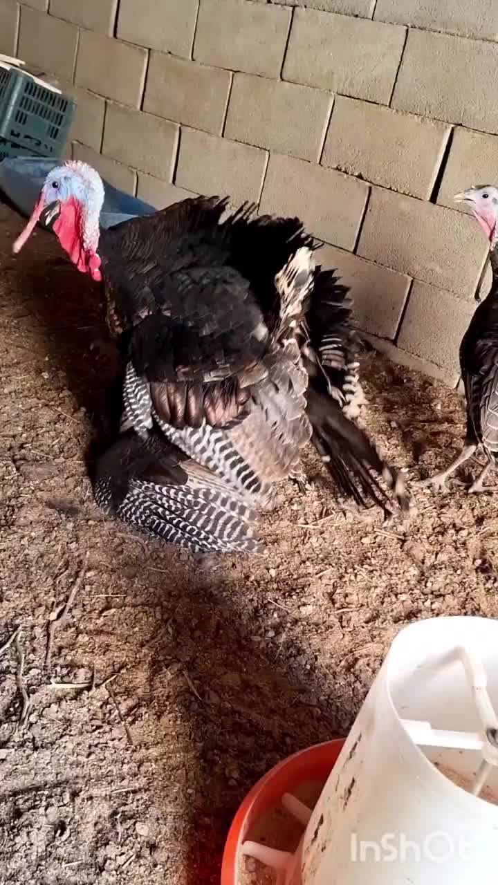 فروش بوقلمون بالغ جوان برنز تازه تخم ،بالای ۸۵درصد|حیوانات مزرعه|رودشت (اصفهان), |دیوار