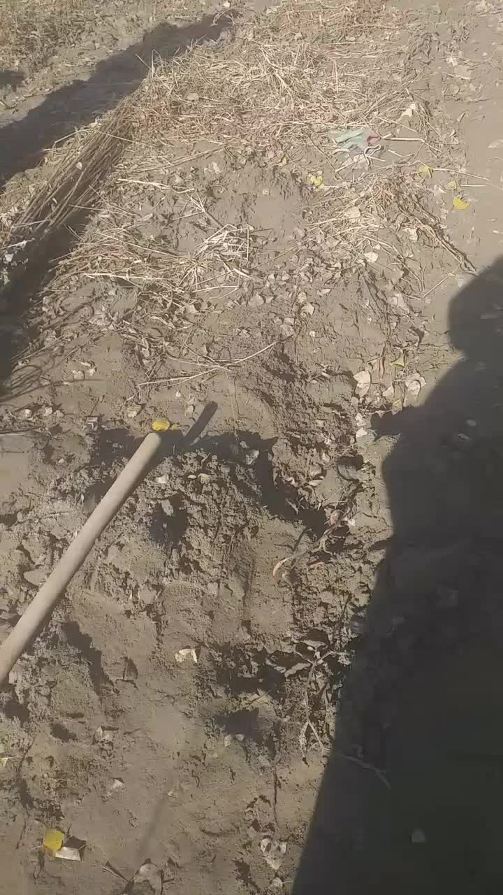 فروش نهال چنار|خدمات باغبانی و درختکاری|سروآباد, |دیوار