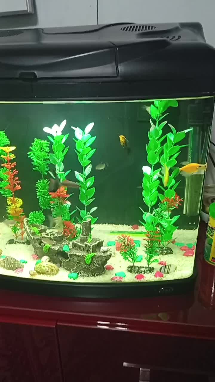 آکواریوم وماهی|ماهی|تهران, دروس|دیوار