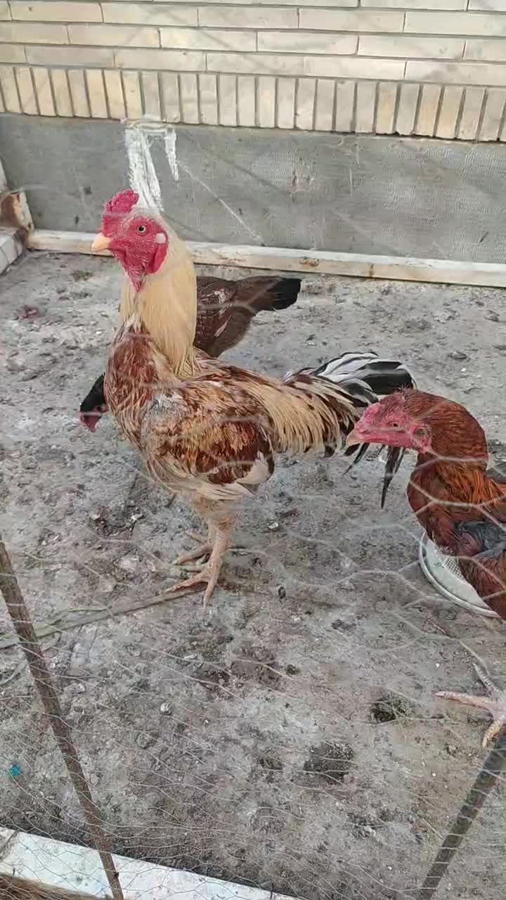 خروس|حیوانات مزرعه|نیک شهر, |دیوار