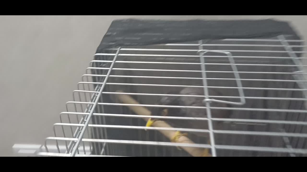 مرغ مینا کاملا سخنگو با فقس|پرنده|شیراز, محمدیه|دیوار