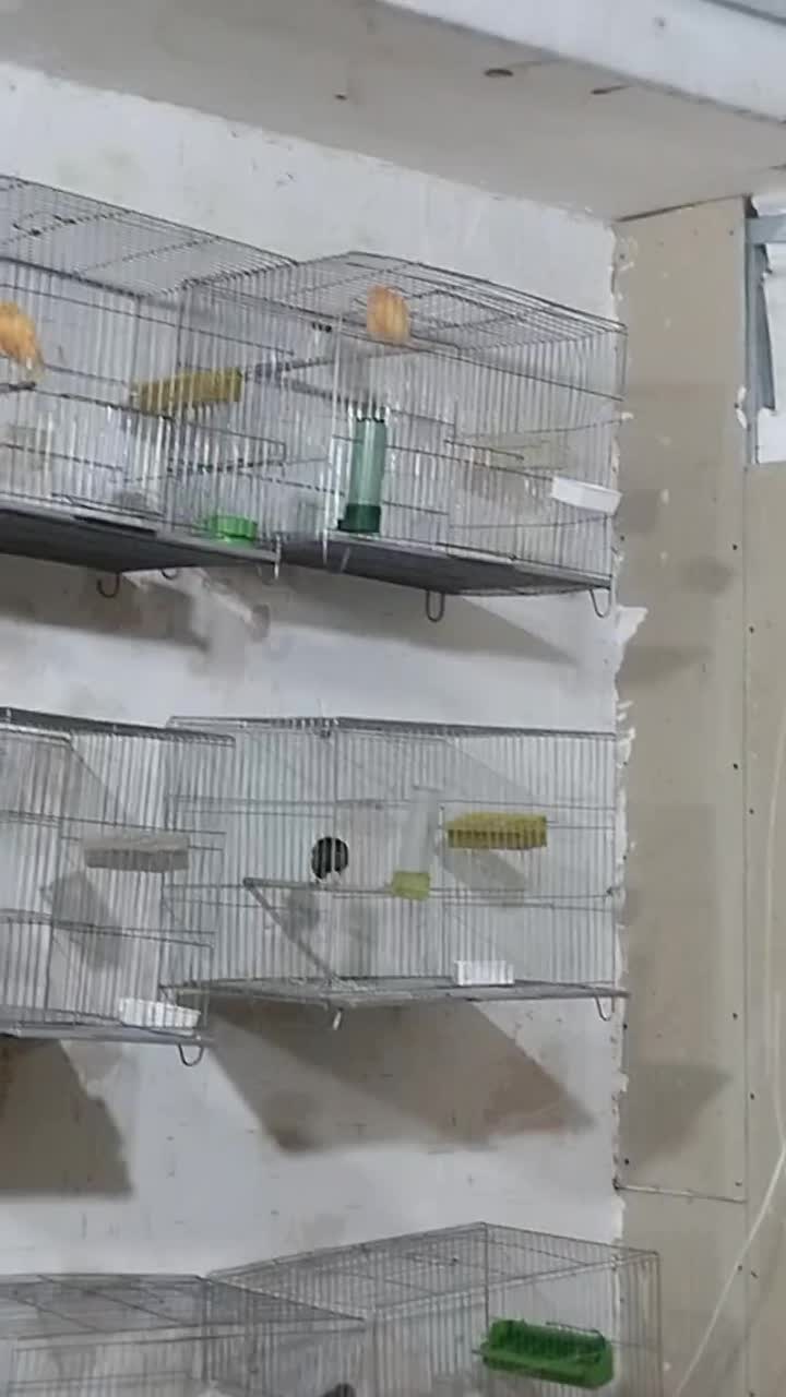 قناری  نر  با ماده|پرنده|بم, |دیوار