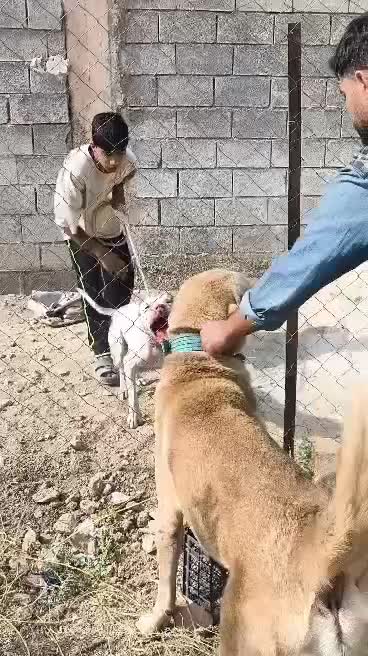 واگذاری پژدر|سگ|نورآباد ممسنی, |دیوار