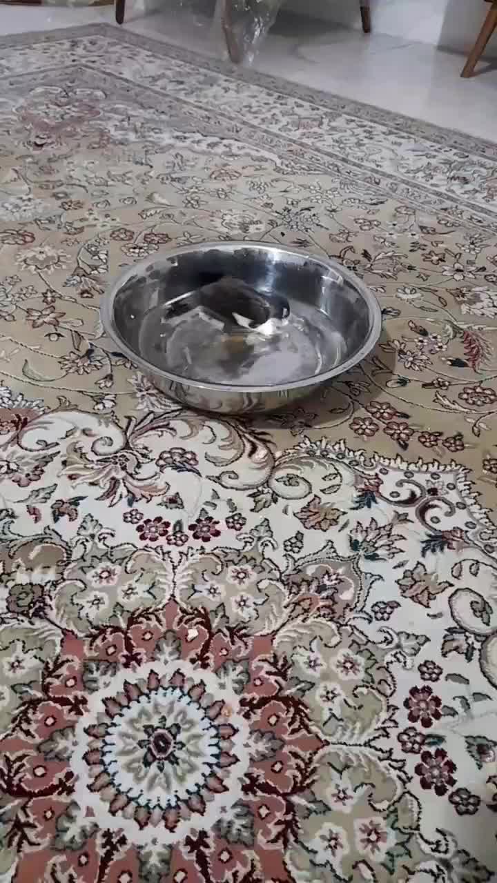 پرنده|پرنده|مشهد, مشهدقلی|دیوار