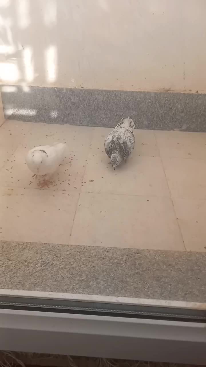 کفتر سرور یه جفت ویه نر فروشی|پرنده|پاکدشت, شهرک امام رضا|دیوار