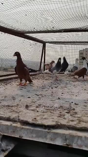 کبوتر|پرنده|شیراز, فضل‌آباد|دیوار